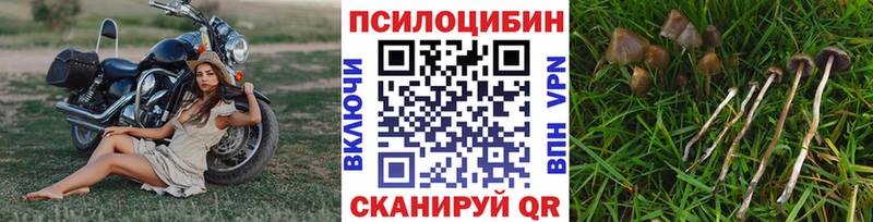 Купить где  Шагонар  Галлюциногенные грибы Psilocybe 